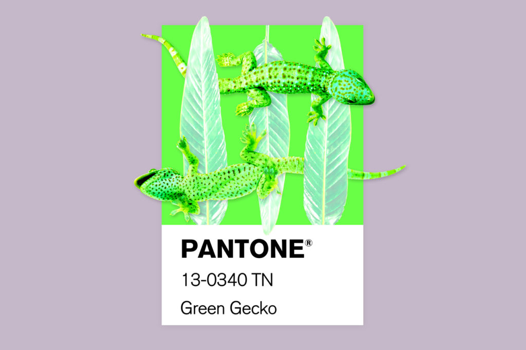 pantone-art-green-gecko-carte-montage-photo-atelier-tertre