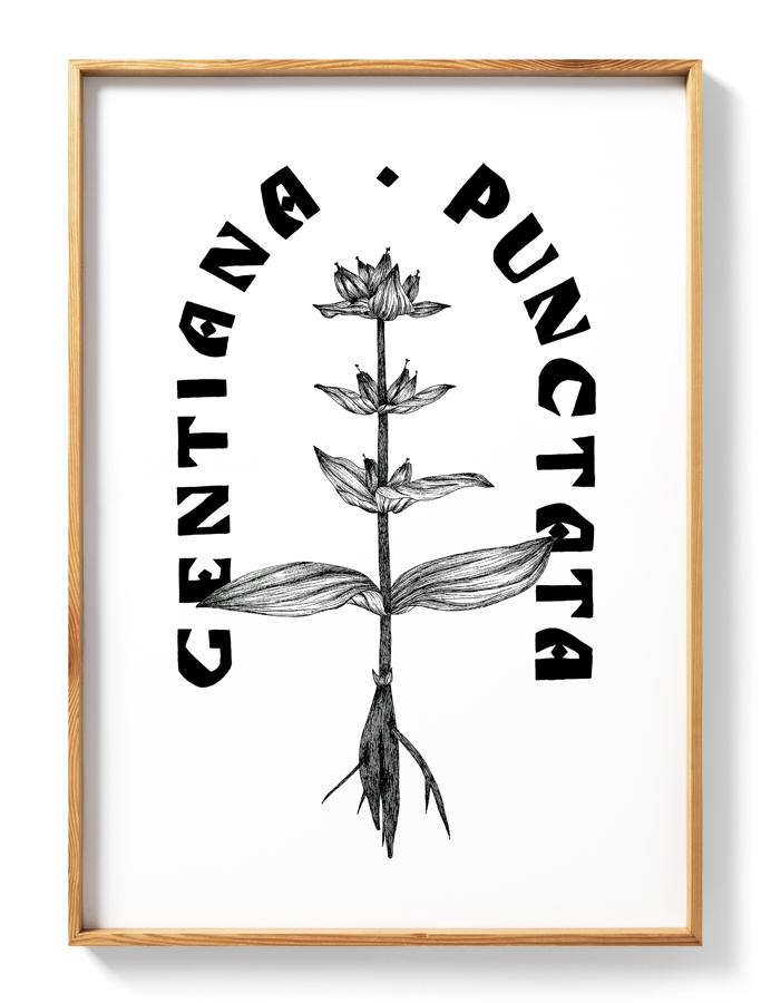 illustration-gentiane-postcard-carte-poster-print-original-botanical-illustratrice-la-chaux-de-fonds-atelier tertre-barbara-kipfer-cazzato-cadre