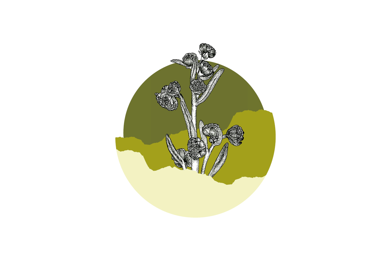 logo-poster-identité-genepi-etiquette-bouteille-packaging-photographie-produit-graphic-design-simplon-illustration-botanique-graphiste-la-chaux-de-fonds-atelier-tertre logo-poster-identité-genepi-etiquette-bouteille-packaging-photographie-produit-graphic-design-simplon-illustration-botanique-graphiste-la-chaux-de-fonds-atelier-tertre